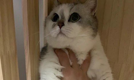 曼基康猫产后呕吐怎么回事，你们知道吗？