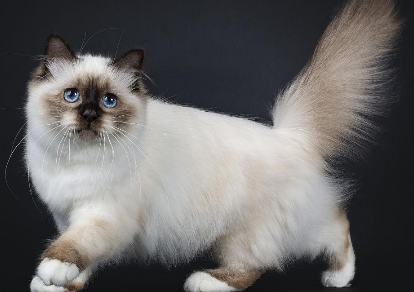 伯曼猫应该怎么训练最有效？一份训练方法请查收！