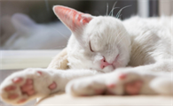 猫的脚为什么出汗
