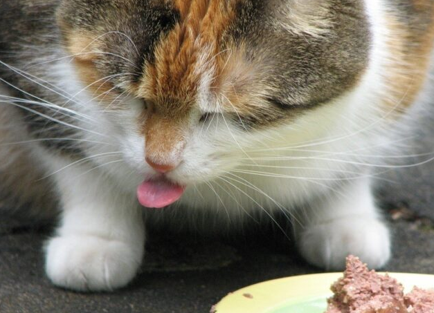 猫咪食欲降低是为什么呢 猫咪食欲降低是为什么呢