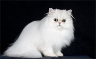波斯猫的尾巴像什么？原来像这个~