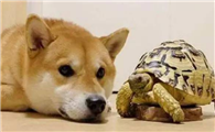 狗为什么咬乌龟