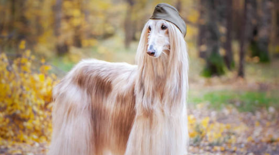 阿富汗猎犬发烧怎么办？怎么办才比较好？