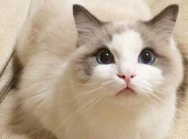 男子起床喂狗,发现猫咪躲在角落不敢动 男子起床喂狗,发现猫咪躲在角落不敢动