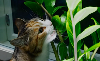 猫咪忌讳的植物