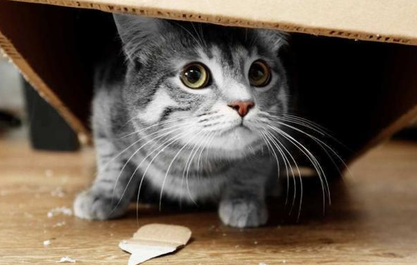 猫咪因为被教训后害怕我 猫咪因为被教训后害怕我
