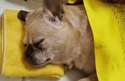 上海哪里可以埋葬宠物
