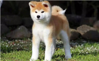 养秋田犬需要准备什么？建议收藏