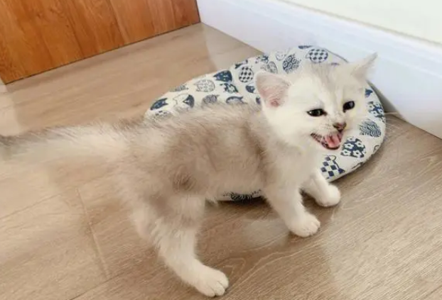 初中生可以养猫吗