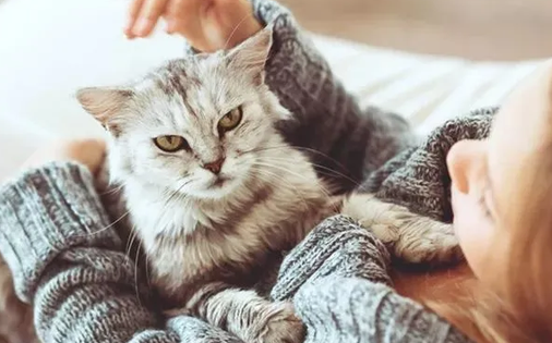 为什么我家猫养不熟 为什么我家猫养不熟