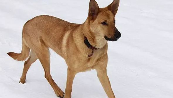 我来告诉你，奇努克犬怎么养？