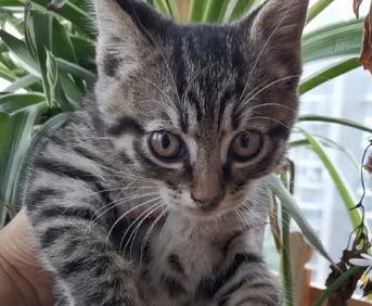 狸花猫几个月开始发腮?发腮的时间是? 狸花猫几个月开始发腮?发腮的时间是?