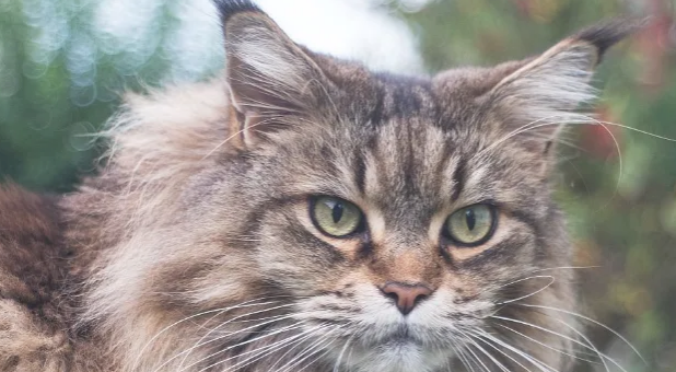 这是我见过世界上最大的猫 这是我见过世界上最大的猫