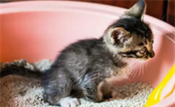 猫咪大便变少了是什么情况?