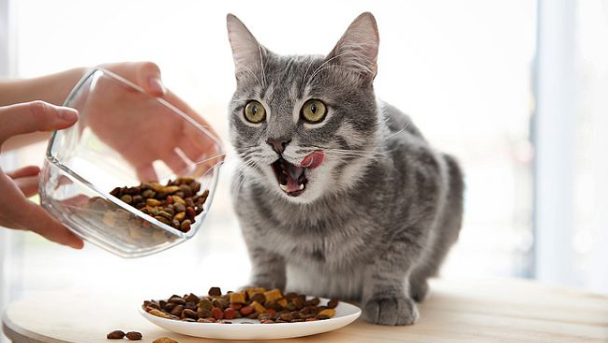 正确喂猫粮的方法 正确喂猫粮的方法