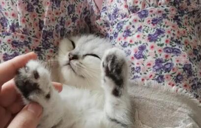 猫咪的脚指甲为什么会滑动呢 猫咪的脚指甲为什么会滑动呢
