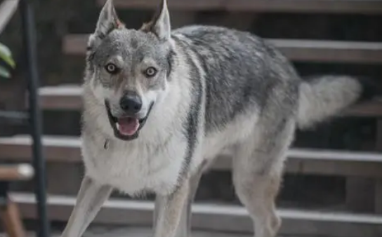 捷克狼犬在中国禁养吗？要看当地政策