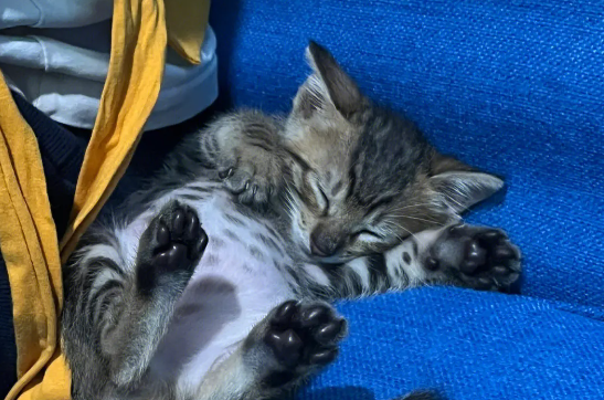猫咪摇头舔嘴唇是为什么呢 猫咪摇头舔嘴唇是为什么呢