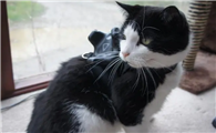 猫咪被打为什么眼睛发红肿