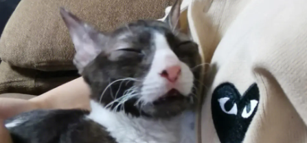 养宠科普:柯尼斯卷毛猫性格怎么样? 养宠科普:柯尼斯卷毛猫性格怎么样?