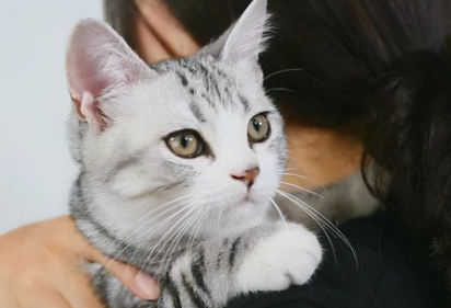 猫咪安慰人的动作