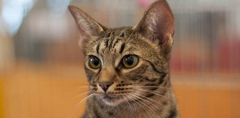 奥西猫肾衰怎么办?治疗方法有哪些? 奥西猫肾衰怎么办?治疗方法有哪些?