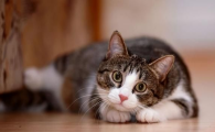 猫咪为什么喜欢吃