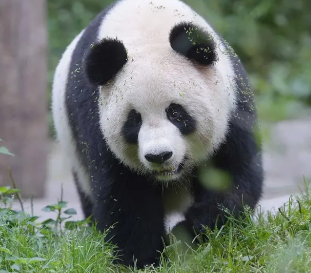 熊猫中心否认联合美国动物园摆拍