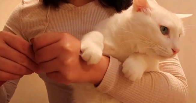 独身女孩为什么不能养猫咪呢
