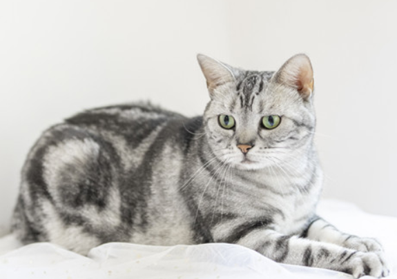 虎斑猫换新主人多久熟悉？答案在这里！