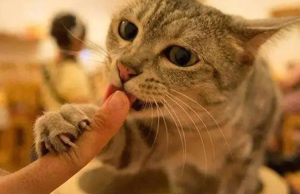 猫咪为什么舔别的猫咪还要舔主人