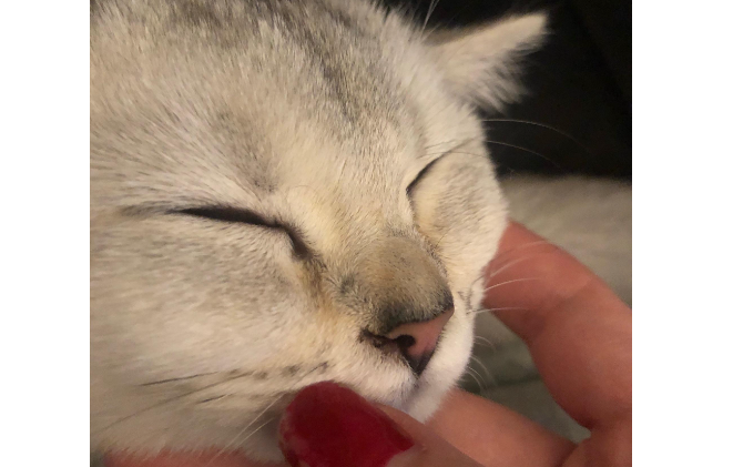猫咪鼻子为什么会有粘液呢 猫咪鼻子为什么会有粘液呢
