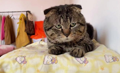 猫咪能听懂主人骂它吗