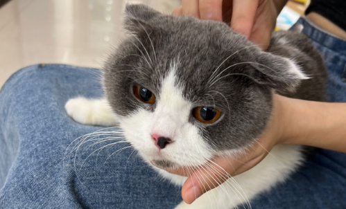 猫咪为什么突然打我耳朵了怎么回事