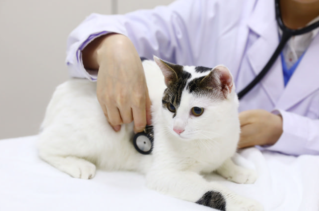 猫咪为什么要去医院呢