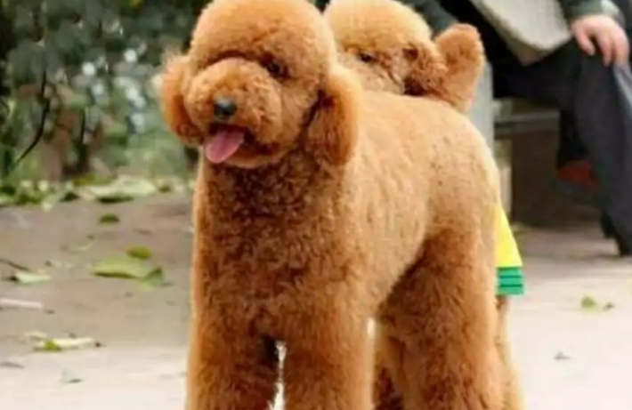 巨贵犬好养吗？注意事项请查收