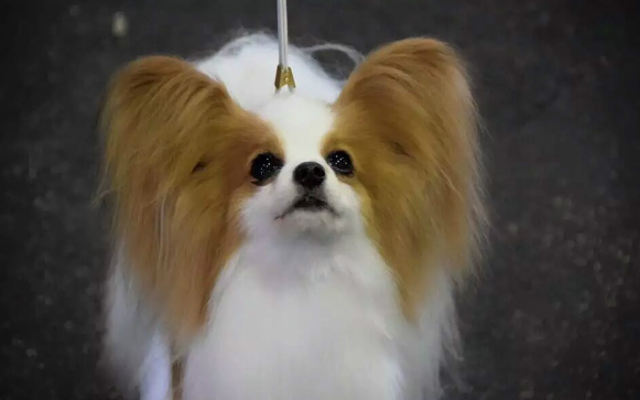 蝴蝶犬什么时候换毛?看看这些~ 蝴蝶犬什么时候换毛?看看这些~
