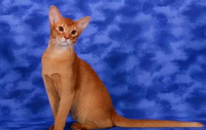 阿比西尼亚猫粘人吗 阿比西尼亚猫粘人吗