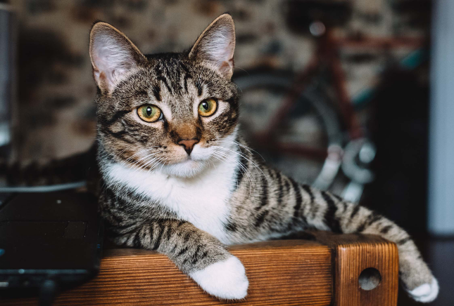 凌晨3一4点猫叫要警惕
