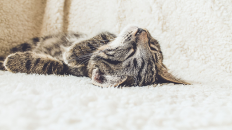 猫咪在床上不想动为什么呢