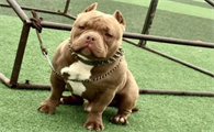 美国恶霸犬幼犬怎么驱虫？想知道的来看看！