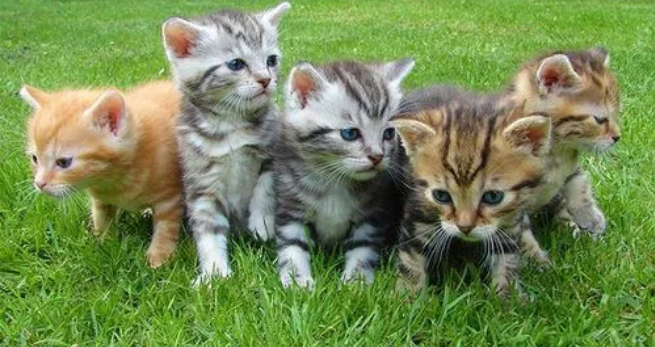 猫兄妹生了五个健康的小猫