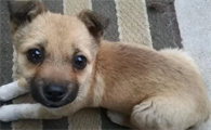 中华田园犬的缺点和优点,这样的它宠主还喜欢吗?