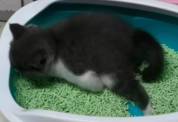 猫咪为什么不在外面拉屎