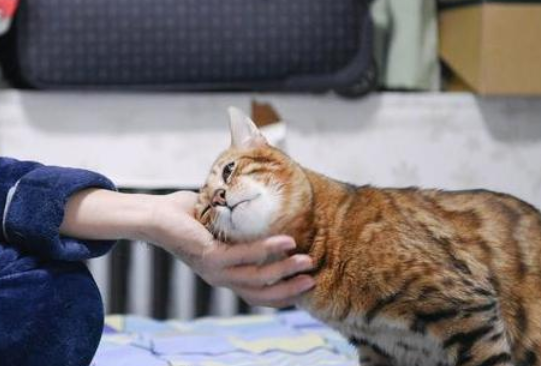青春期孩子适合养猫吗