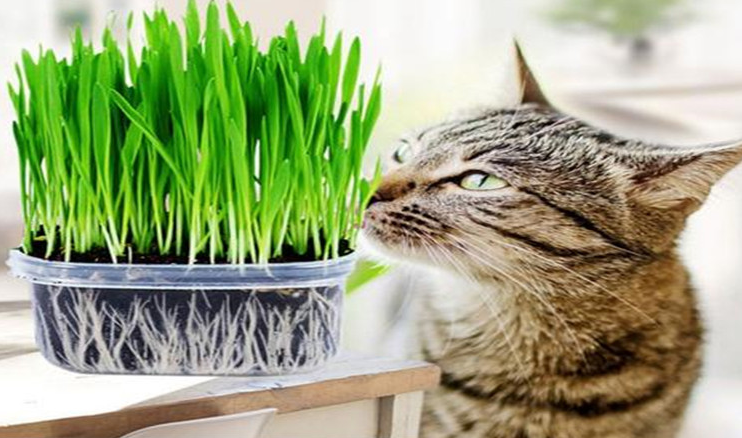 养猫咪可以养什么植物