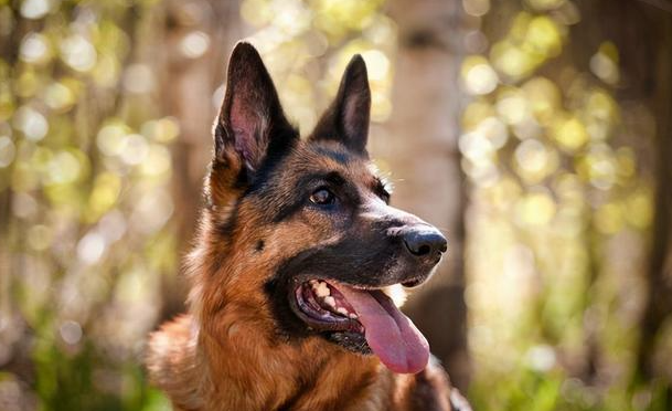 详解：德国宾莎犬得了狗瘟怎么治疗呢？