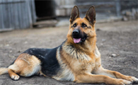 英国古代牧羊犬呕吐吃什么药?你们知道吗?