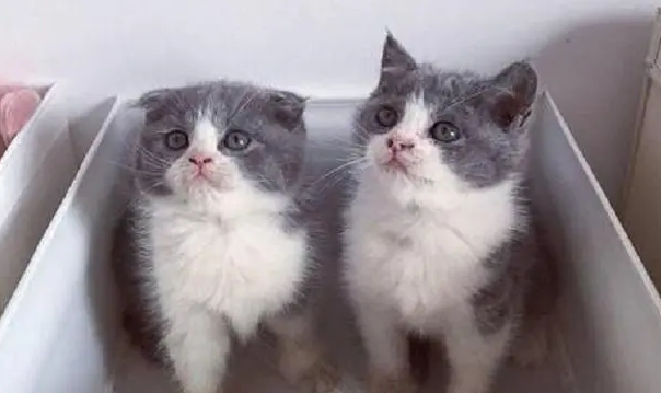 小猫养多久才认主人?
