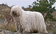 可蒙犬冻伤症状有哪些?主人来看看吧